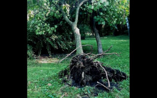 Гроза, шквали та повалені дерева: у Києві вирувала негода, фото