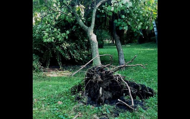 Гроза, шквали та повалені дерева: у Києві вирувала негода, фото