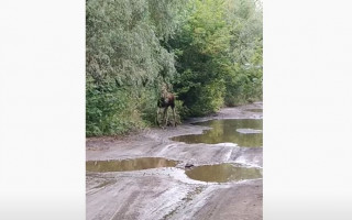 В Киеве возле метро разгуливал лось, видео