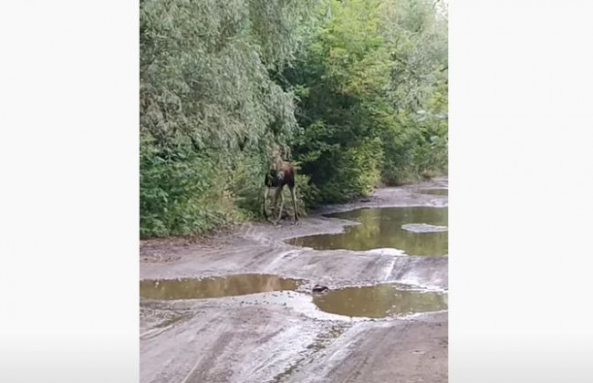 В Киеве возле метро разгуливал лось, видео