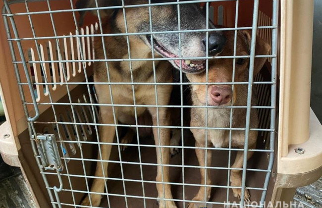 Жителька Київщини тримала у квартирі 69 тварин