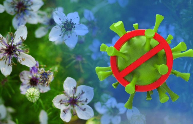 Найден цветок, который может помочь в борьбе с коронавирусом