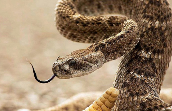 Яд гадюки оказался полезен в борьбе с коронавирусом