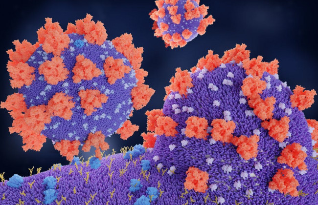Ученые изобрели уникальные ловушки, которые отвлекают COVID от клеток организма