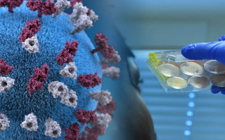 Медики объяснили, почему штамм «Дельта» распространяется так быстро