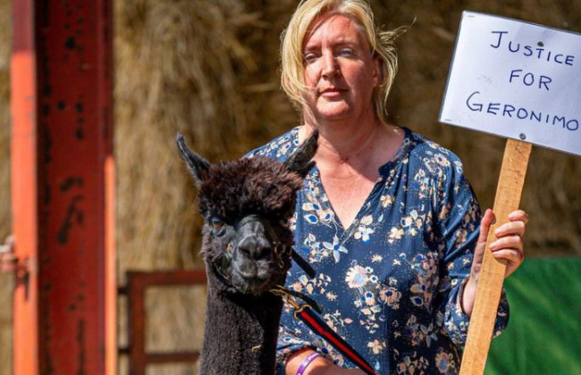 Дело Джеронимо: британскую альпаку с туберкулезом усыпили, несмотря на тысячи протестов
