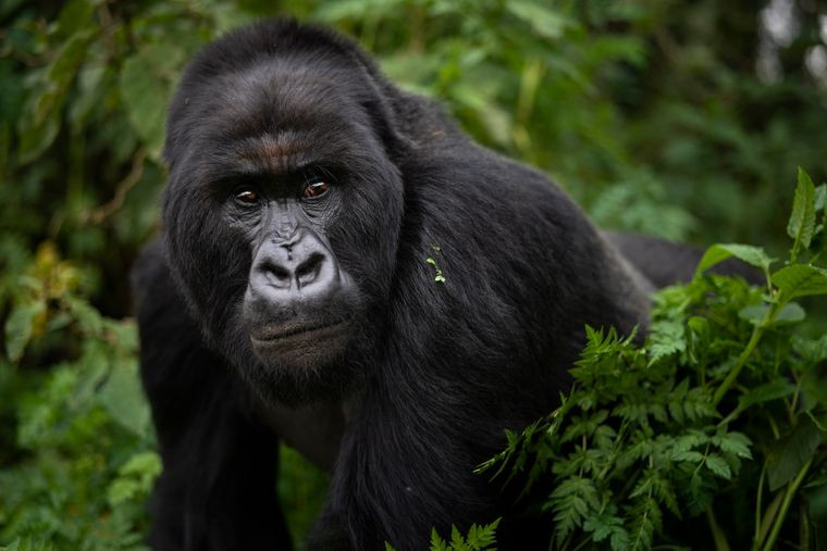 Коронавирус атакует: в зоопарке Атланты заболели гориллы