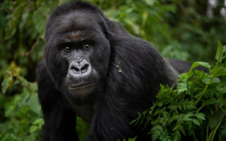 Коронавирус атакует: в зоопарке Атланты заболели гориллы