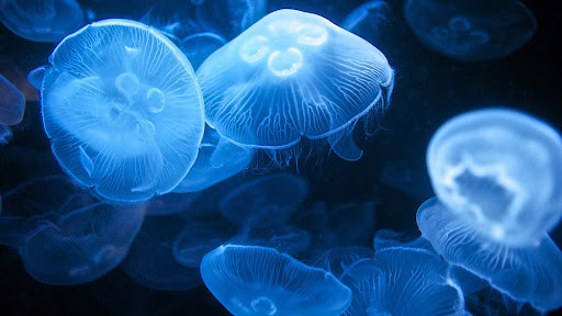 Черное море в Одессе полностью «усеяно» медузами: видео