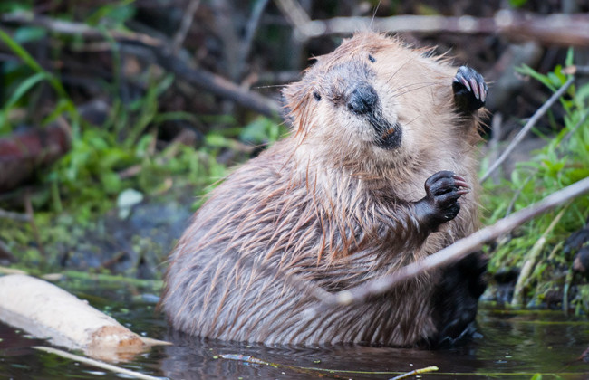 В Монголии подтвердили первые случаи гибели животных из-за COVID-19