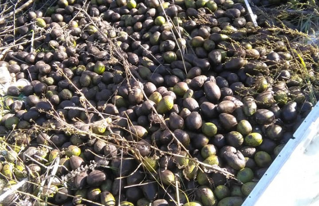 В Киеве заметили огромную свалку авокадо, фото