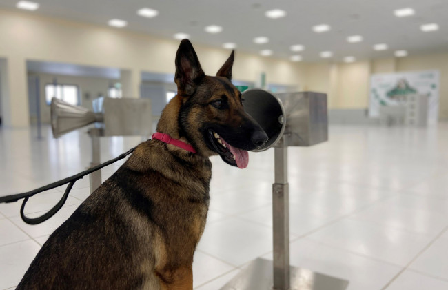 Следуй за носом: в ОАЭ научили собак определять COVID-19