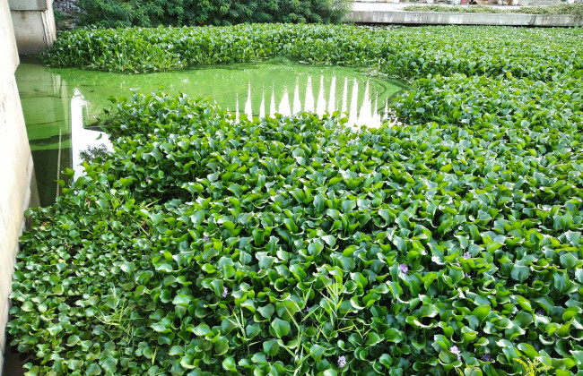 В Киеве в водоемах завелась «зеленая чума» тропических регионов