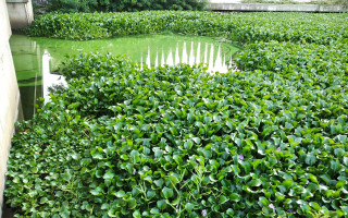 В Киеве в водоемах завелась «зеленая чума» тропических регионов