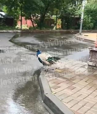 Киевляне заметили посреди дороги экзотическую птицу