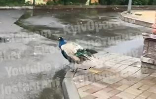 Киевляне заметили посреди дороги экзотическую птицу