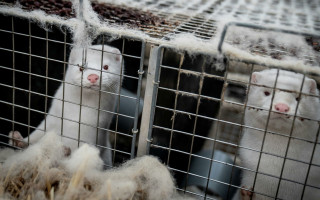 Массовое уничтожение норок из-за COVID: премьер Дании даст показания