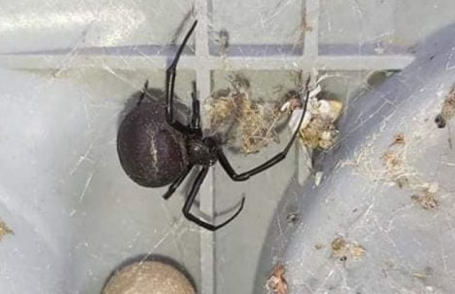 Под Одессой обнаружили самого ядовитого в мире паука: фото