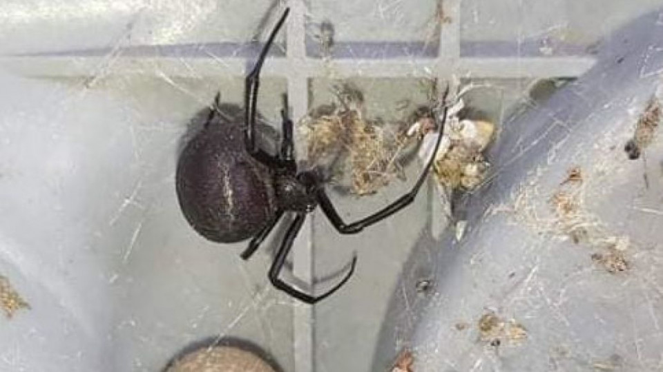 Под Одессой обнаружили самого ядовитого в мире паука: фото