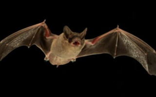 Ученые обнаружили интересный след происхождения коронавируса