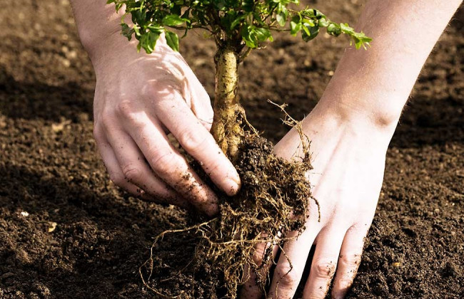 У Києві розпочалася роздача безкоштовних саджанців: подробиці