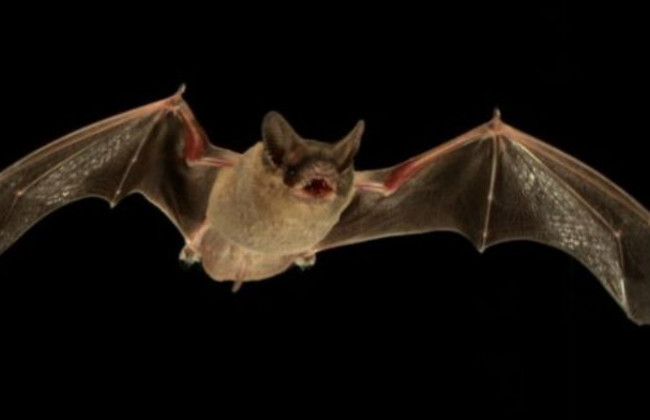 Ученые обнаружили интересный след происхождения коронавируса