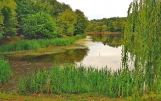 Суд забрав у Київради землю під забудову в парку «Нивки» та повернув громаді