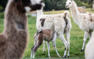 Ученые нашли эффективное средство против коронавируса