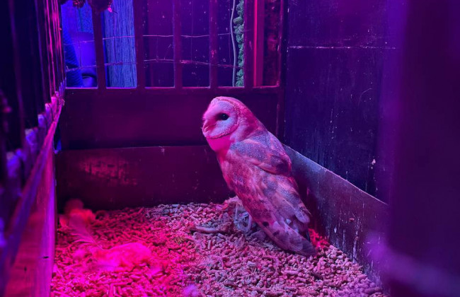 В киевском баре зоозащитники спасли краснокнижную сову, фото