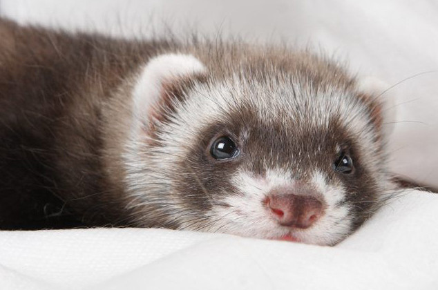 Заразился от человека: на COVID-19 болеют даже животные