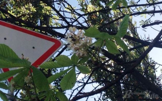 У Києві знову цвітуть каштани: фото