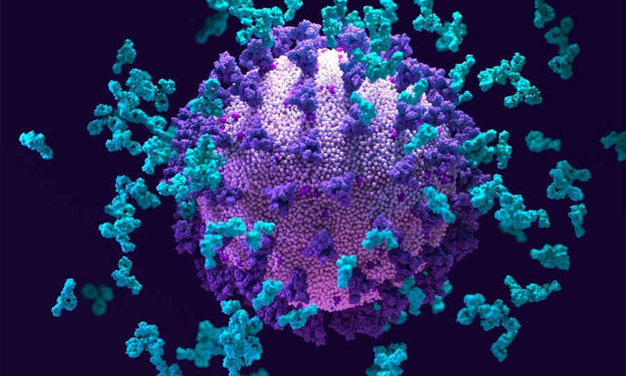 «Дельту» может убить сверхмощное антитело: открытие ученых