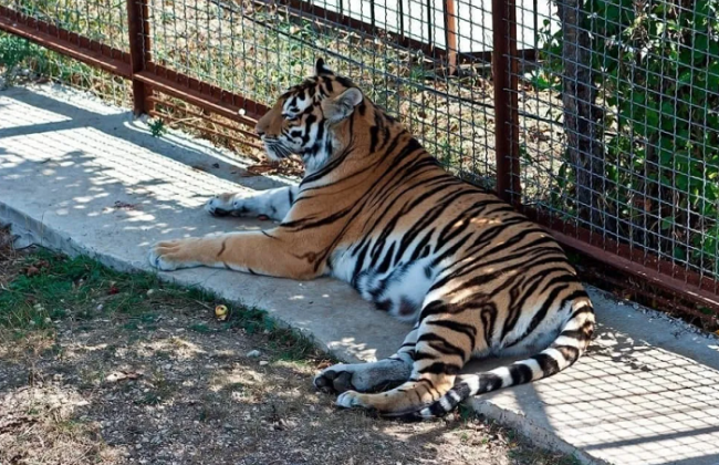 В Крыму тигр откусил палец годовалому ребенку: фото и подробности