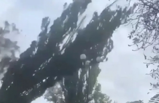 В Киеве возле КПИ рухнуло дерево: в это время там были студенты, видео