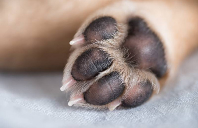 Несовершеннолетний живодер: под Одессой парень посреди улицы убил щенка