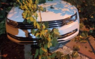 В Одессе рухнуло дерево и раздавило несколько автомобилей