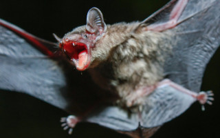 Откуда взялся коронавирус: ученые представили новые данные