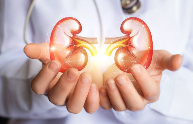 Стало известно, как коронавирус влияет на почки