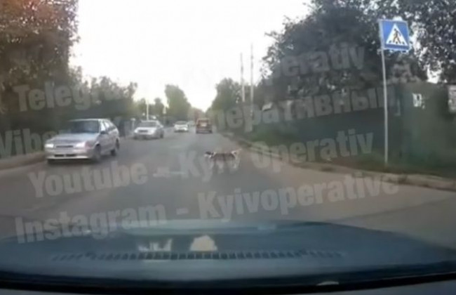 В Киеве заметили собаку, которая знает ПДД лучше людей: видео