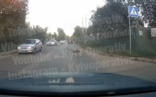В Киеве заметили собаку, которая знает ПДД лучше людей: видео