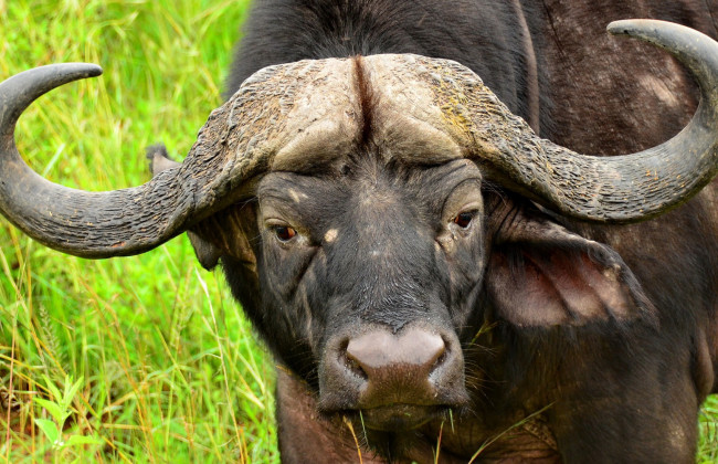 Необычная прогулка: в Тернополе буйволы гуляли по дороге, видео