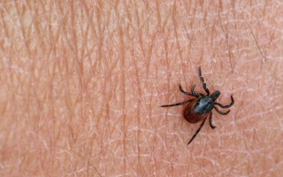 Передается клещами: в Японии обнаружен новый вирус