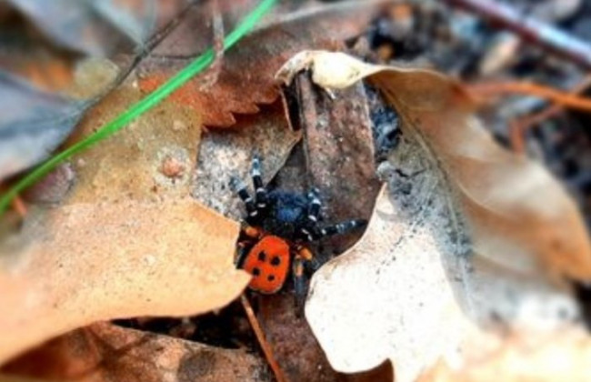 Опасная находка в лесу: под Киевом обнаружили одного из самых ядовитых пауков Украины