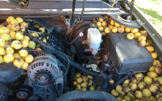 Запасливая белка «набила» в автомобиль американца 70 килограммов орехов: фото