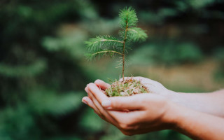 Відповідальність за злочини проти природи посилять: подробиці законопректу