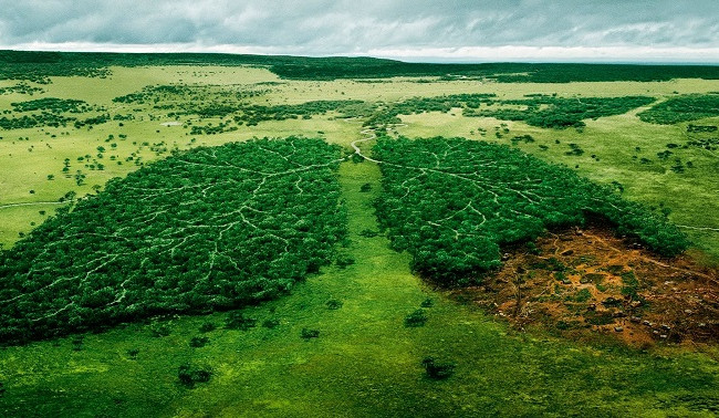 Кримінальний кодекс пропонують доповнити статтями за порушення проти довкілля