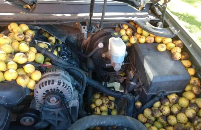 Запасливая белка «набила» в автомобиль американца 70 килограммов орехов: фото