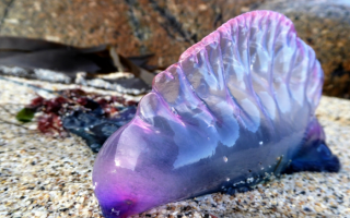 Красивые, но смертельно опасные существа заполонили пляж в Британии: фото