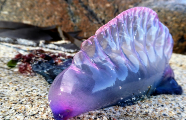 Красивые, но смертельно опасные существа заполонили пляж в Британии: фото