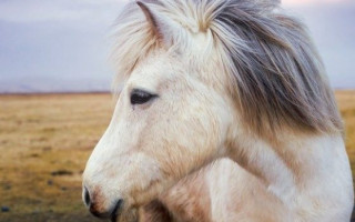 В Украине зафиксирован случай сибирской язвы